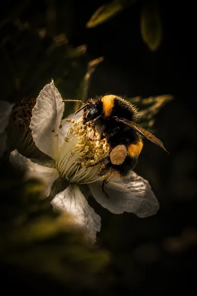 A buff-tailed bumblebee worker on a bramble flower, pollen baskets loaded