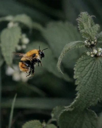 Buff-tailed bumblebee foraging on a spring wildflower, Britain