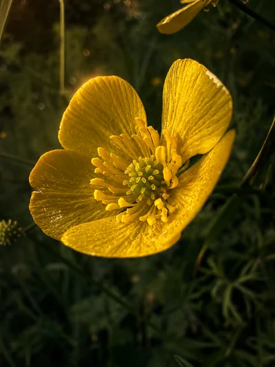 A single backlit meadow buttercup, glossy petals around a green centre of stamens