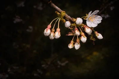 Cherry blossoms in balloon stage, Lichfield, Staffordshire