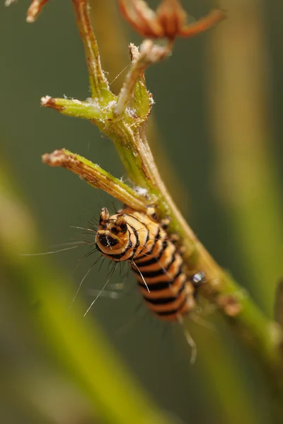 A cinnabar moth caterpillar, ringed black and gold, feeding on a ragwort stem stripped back to bare stalks