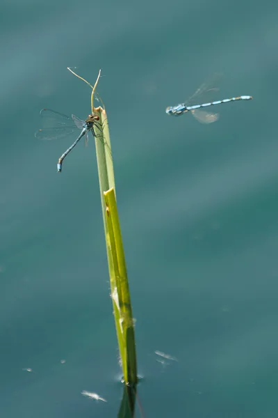 Two common blue damselflies over teal water, one perched on a reed, one in flight