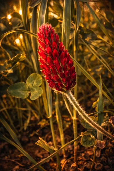 A crimson clover (Trifolium incarnatum) head in close-up, deep red florets and the long-tongued bumble bee that works it