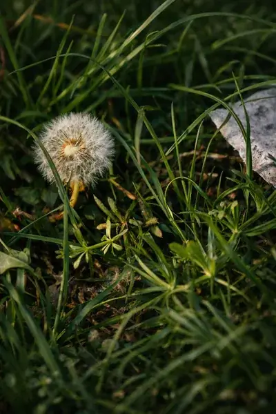 A white dandelion clock in the grass with a fragment of plastic litter visible to its upper right