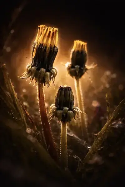 Three dandelion seed heads backlit by warm amber light against a dark background