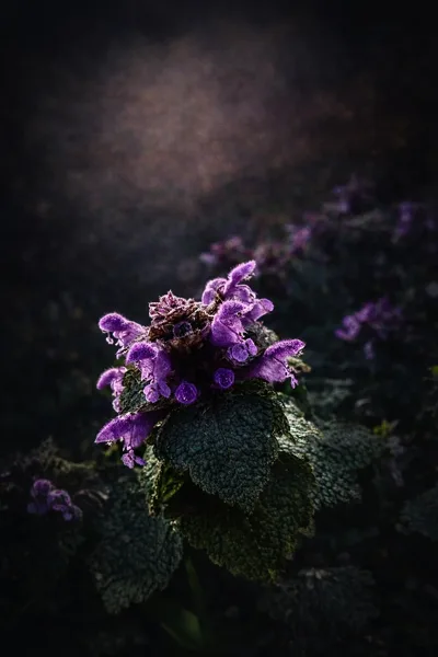 Red dead nettle in close-up, purple flower clusters