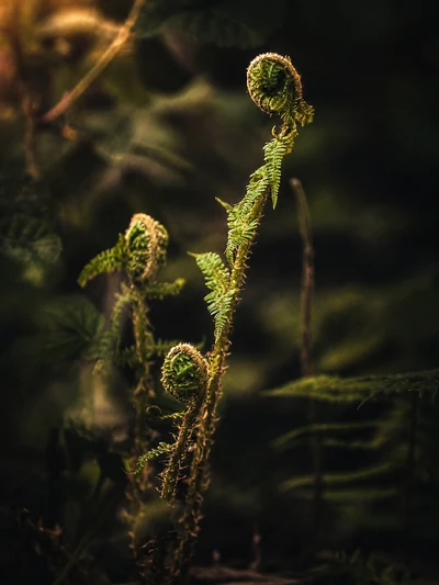 A male fern (Dryopteris filix-mas) crozier unfurling on a damp British woodland floor
