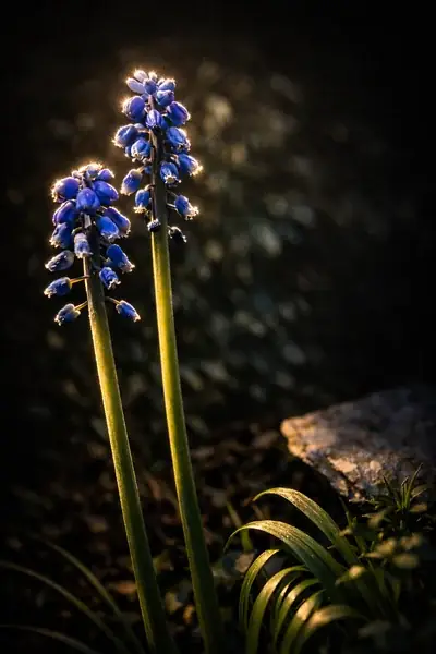 Grape hyacinth in close-up, dense cluster of tiny blue-violet bells on a single stem, spring garden