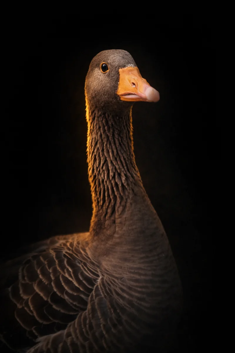 Grey-lag goose portrait with striking orange beak and grey plumage against dark background