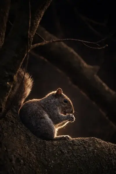 Grey squirrel rim-lit on a bough in a Staffordshire wood at last light