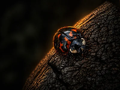 A harlequin ladybird (Harmonia axyridis) on a leaf — the larger seven-spot lookalike now displacing the British native