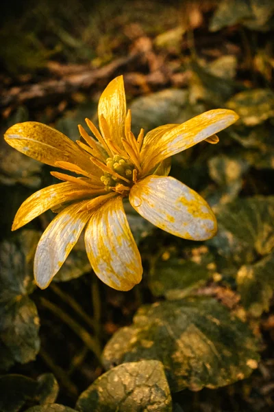 Close-up of a single lesser celandine flower with many irregular yellow petals fading to cream at the tips, green central stamens, against a carpet of dark heart-shaped leaves — The Britographer