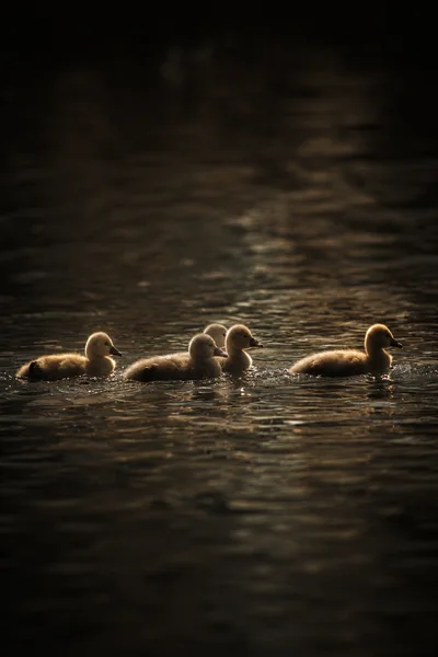 Mute swan cygnets in early grey-down on dark rippled water, the brood as a loose line across the frame