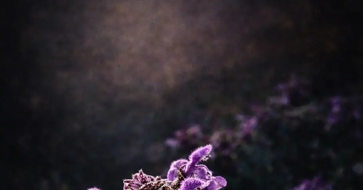 White dead nettle in flower