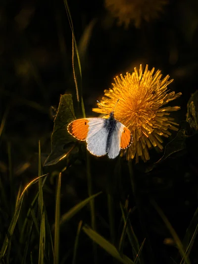 Male orange-tip butterfly (Anthocharis cardamines) feeding on a dandelion at low golden-hour light, bright orange wing tips against cream-white wings — The Britographer