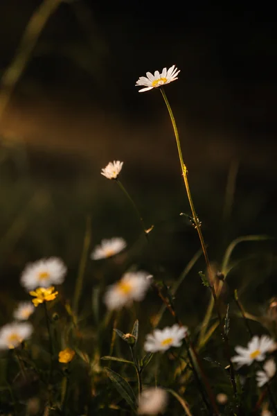 An oxeye daisy, white rays around a yellow disc, against a meadow background