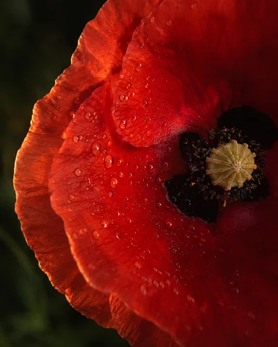 A common poppy (Papaver rhoeas) macro — four red petals, dark basal blotches, the ridged green stigma cap