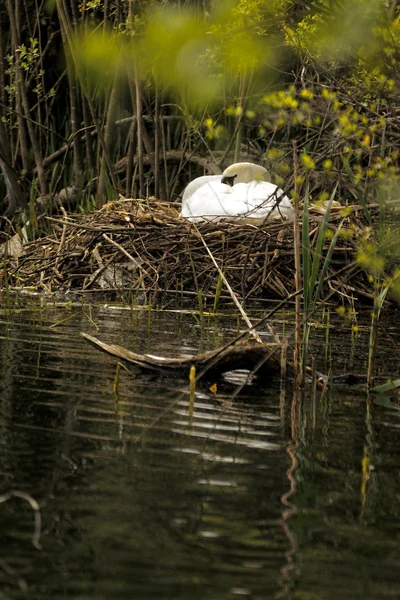 A mute swan settled on her nest of reeds and sticks in marsh waters