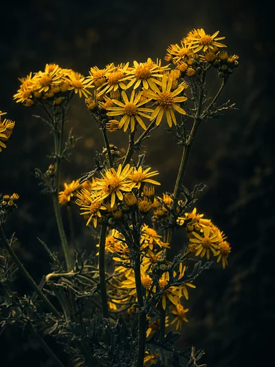 A loose column of yellow ragwort flower heads on branching stems against a dark verge