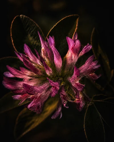 Red clover (Trifolium pratense) flower head caught by low evening light