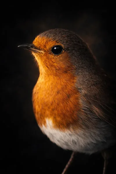 Robin redbreast on a lichen-covered branch, Warwickshire