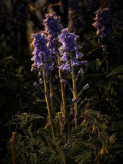 Spanish bluebell (Hyacinthoides hispanica) at low golden-hour light — upright stems, flowers held all round in a conical spike — The Britographer