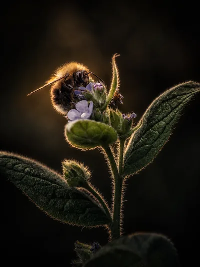A tree bumblebee at the entrance of a wooden bird box, ginger thorax and white tail