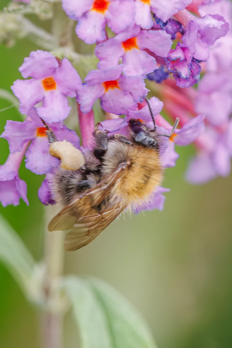 A tree bumblebee worker, Bombus hypnorum, hanging upside down on a fading buddleia spike in early September, a full pale-yellow pollen load on her hind leg, ginger thorax and dark abdomen against purple florets — The Britographer