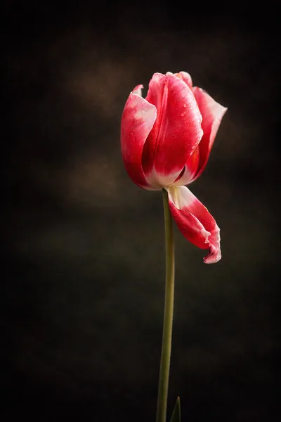 A single red tulip against a dark studio background