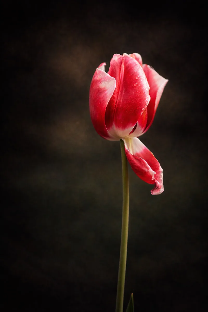 A single red tulip against a dark studio background, petals catching a soft warm light