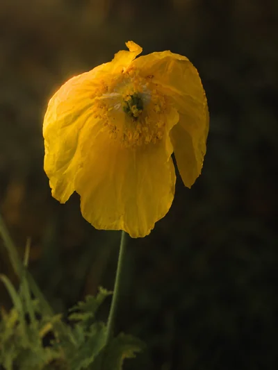 A Welsh poppy in close detail — four yellow paper-thin petals backlit by low golden light — The Britographer