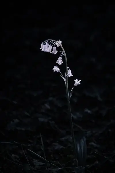 A native British bluebell, flowers arched and drooping from a single stem in soft light