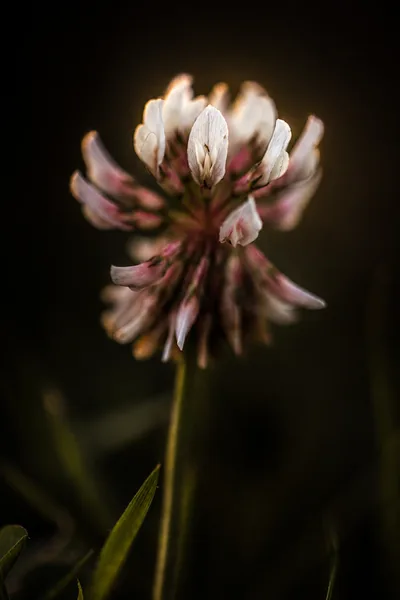 White clover (Trifolium repens) flower head backlit in low light, individual florets turning pink at the edges — The Britographer
