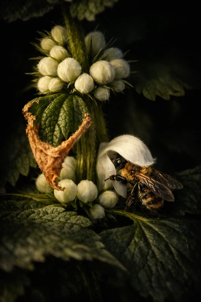 Bumblebee with head buried inside a white dead nettle flower, surrounded by luminous white blooms against a dark background
