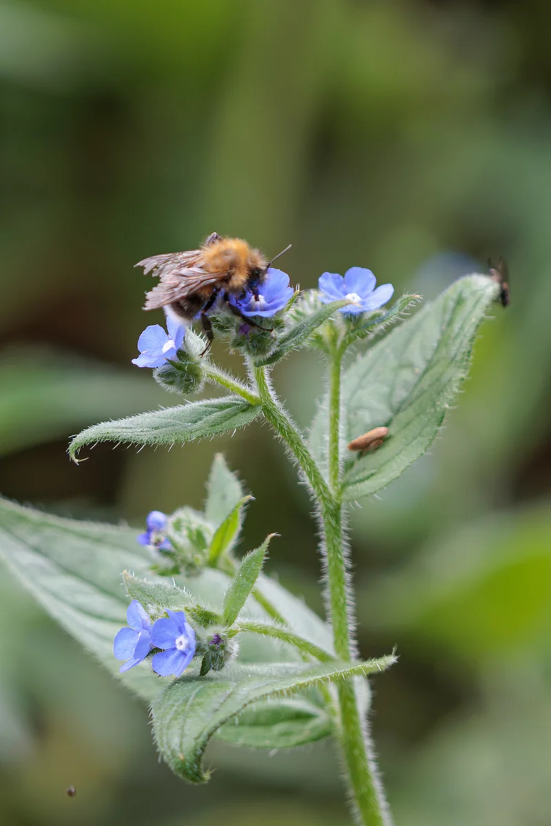 A worn worker bumblebee feeding on green alkanet, her ginger thorax faded and both forewings torn ragged at the trailing edge after a season of foraging.